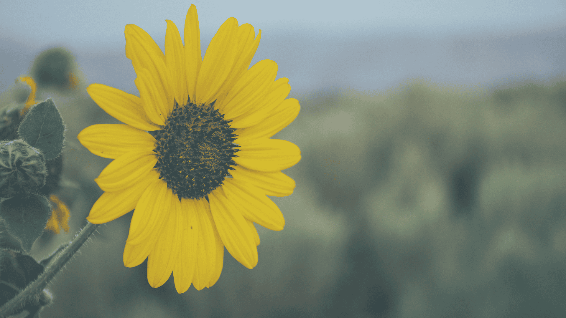 financial content marketing